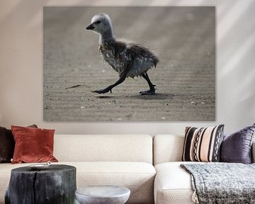 Jonge vogel op het strand van Priscilla Bakker