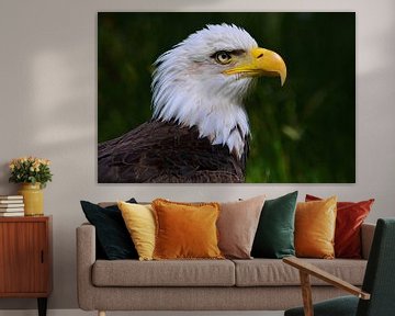 American Bald Eagle sur Leo Huijzer