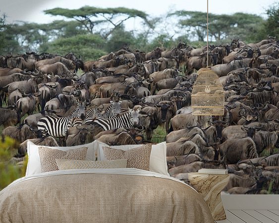 Aperçu de la chambre