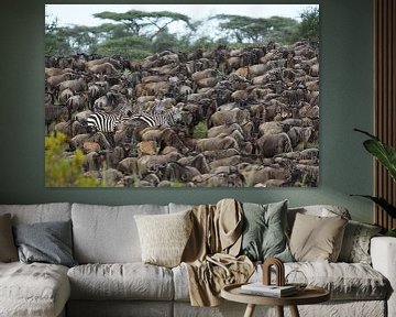 Zebras zwischen Gnus in Ndutu, Tansania von Anja Brouwer Fotografie