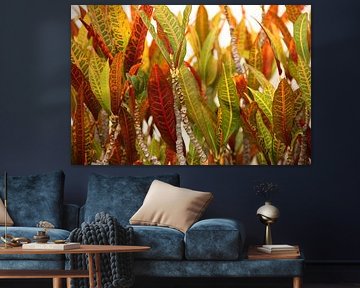 Vurige planten