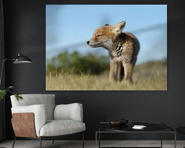 Red fox cub von Menno Schaefer