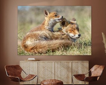 Red fox cub and mother by Menno Schaefer