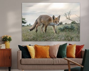 Red fox cub in nature von Menno Schaefer