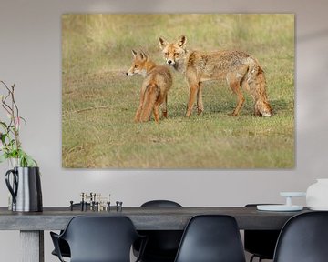 Red fox and cub by Menno Schaefer