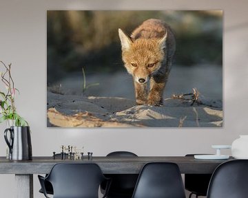 Red fox cub von Menno Schaefer