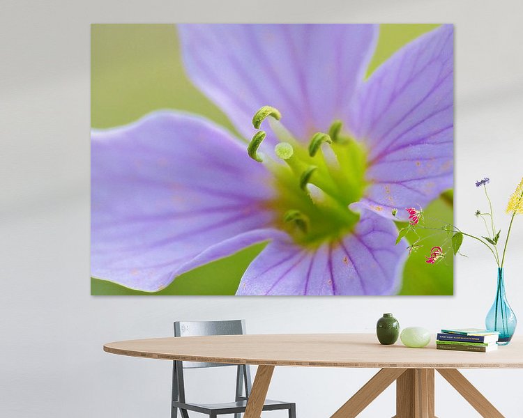 Aperçu de la chambre