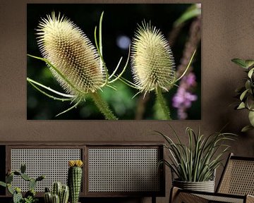 Dipsacus sativus 