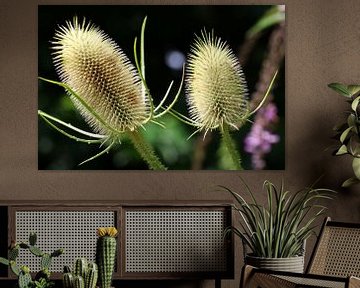 Dipsacus sativus  by Erick van Bommel