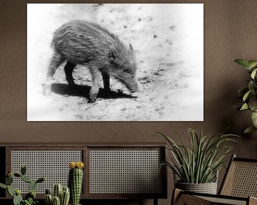 Wildschweinferkel -wild  boar piglet