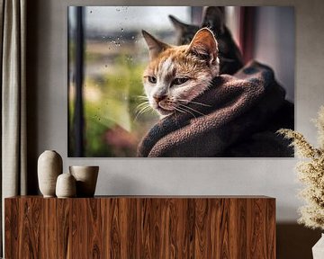 Katzen im Regen