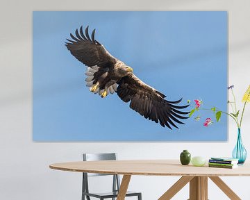 Whited Tailed Eagle in flight by Martin Bredewold