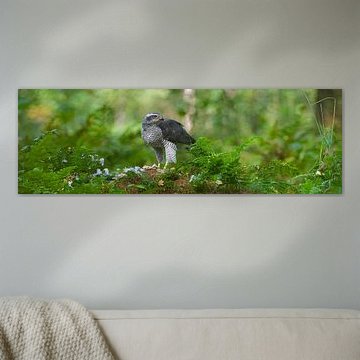 Northern Goshawk panorama