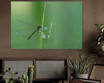 Libelle op grasspriet  van eusphotography