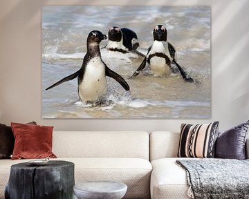 Penguins coming out of the water by Marcel Alsemgeest