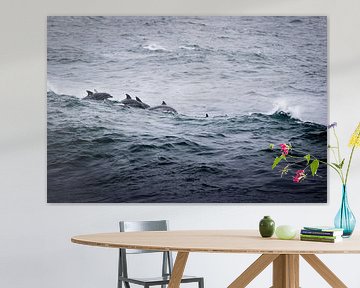 Dolfijnen bij Kaapstad, Zuid-Afrika van Marcel Alsemgeest