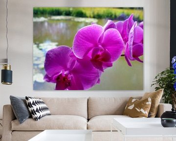 Paarse orchidee sur Pictures Of Nature