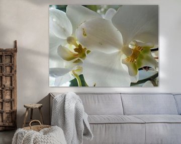 Witte orchidee by Pictures Of Nature