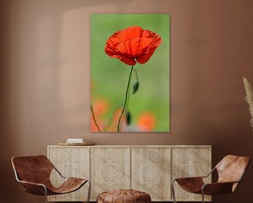 Klaprozen l Poppies l Coguelicots l 