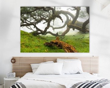 Bomen in Madeira van Michel van Kooten