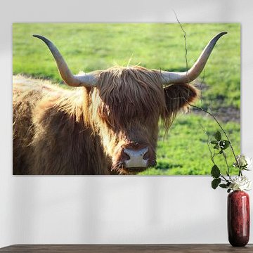 Nieuwsgierige Schotse hooglander