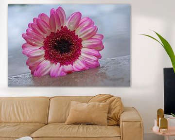 Een macrofoto van een Gerbera met waterdruppels  van Amanda van Herwijnen