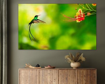Kolibrie benadert bloem van BeeldigBeeld Food & Lifestyle