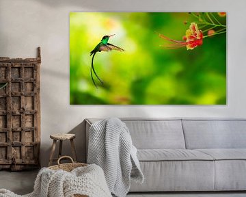 Kolibri nähert sich Blume von BeeldigBeeld Food & Lifestyle