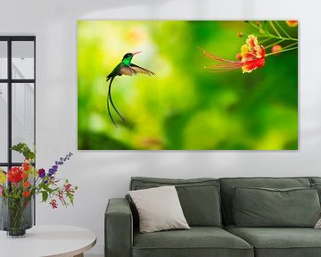 Kolibri nähert sich Blume