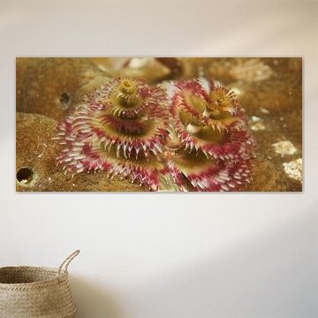 Kerstboom wormen tussen het koraal