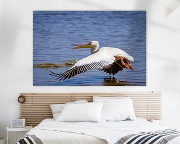 Laagvliegende pelicaan by Peter Postmus