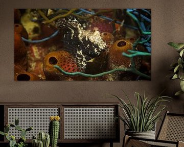 Zoek de frogfish by M&M Roding