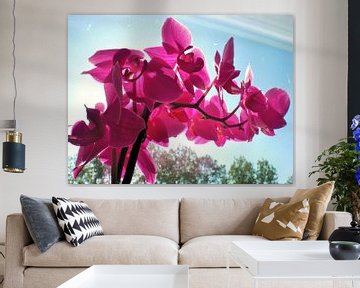 Paarse orchideeën van Pictures Of Nature