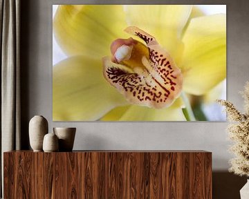 Gelbe Orchidee von Ronne Vinkx