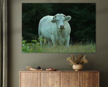 cow hilversum nature by Michel Knap