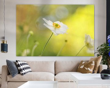 White anemone by Corinne Welp