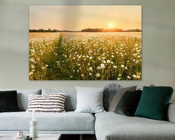 Oxeye daisy fields in golden hour by Karla Leeftink