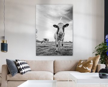 Curious cow in Dutch meadow (black and white) by Kaj Hendriks