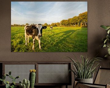 Cow in Dutch meadow sur Kaj Hendriks