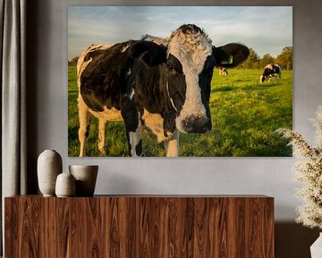 Close-up Dutch cow in meadow sur Kaj Hendriks