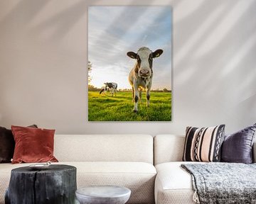 Nieuwsgierige Nederlandse koe in weiland van Kaj Hendriks