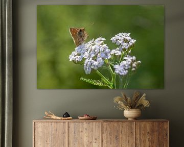 Large Skipper on a Flower by Tim Abeln