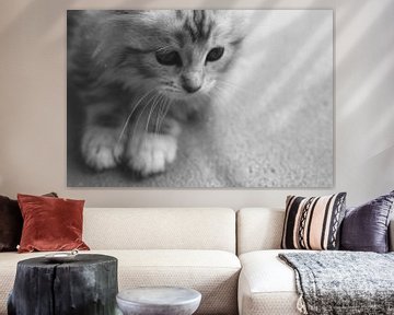 Schattige Maine Coon Kitten van Kimberly de Pater