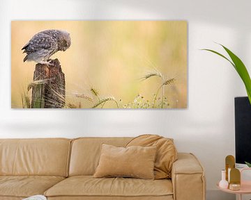 Young little owl in cereal landscape by Kris Hermans