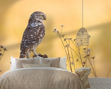 Little owl in morning light. by Kris Hermans