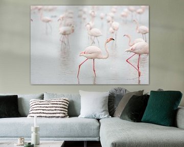 Flamingo's in de ochtend