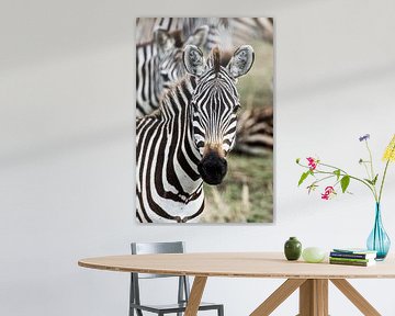 Zebra portrait by Ronne Vinkx