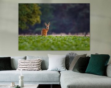 roedeer - buck by Pim Leijen