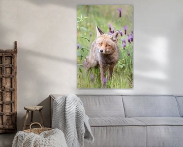 Fox among butterfly lavender in Spain by Kris Hermans