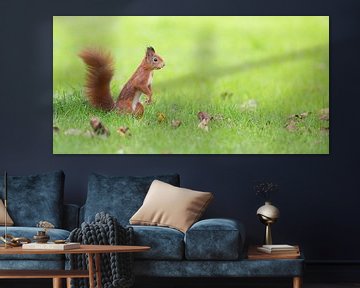 Squirrel in green grass by Kris Hermans